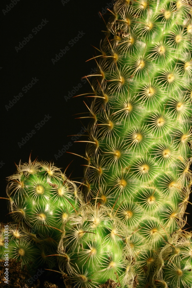 Cactus Cactus