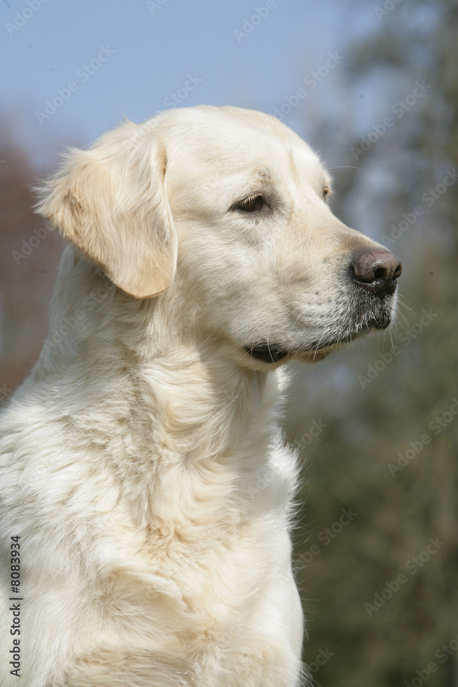 Golden retriever portrait vertical