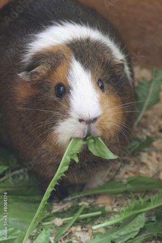 guinea pig 1