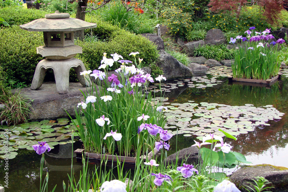 Fototapeta premium Traditional Japanese garden with iris flowers, a stone lantern and a pond in spring