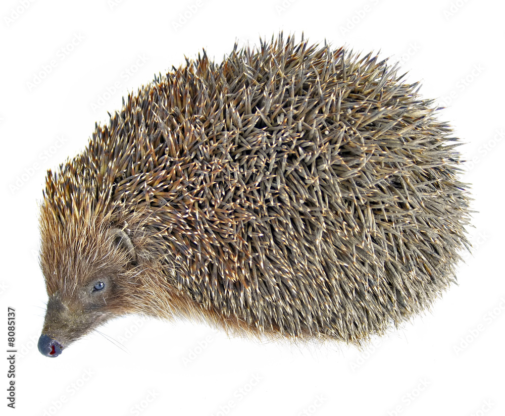 hedgehog animal isolated on white hedgehog animal isolated on white