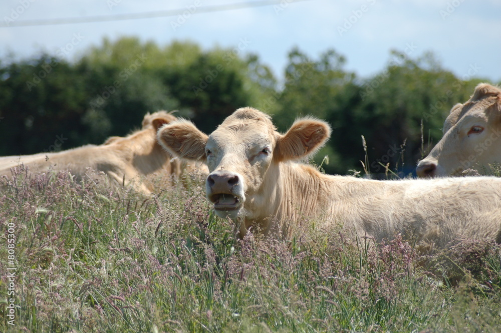 vache vache