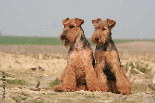 Bilde på lerret chien Welsh terrier gallois