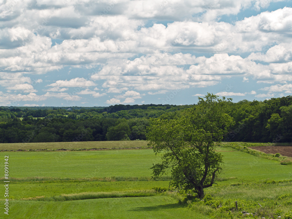 Fototapeta premium MEADOWS