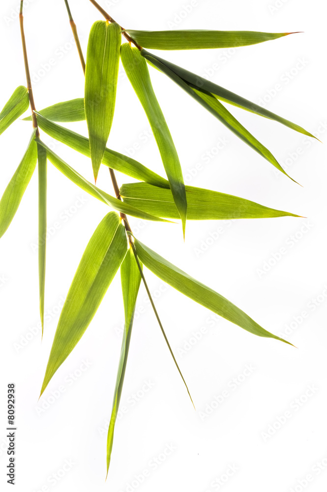 Fototapeta premium bamboo leafs