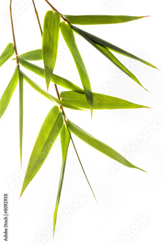 bamboo leafs
