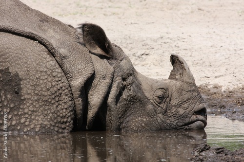 Billede på lærred Indian Rhino mud bath