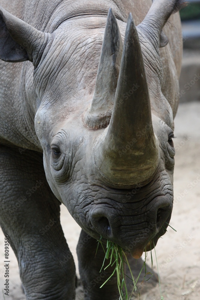 Obraz premium Black Rhino close up