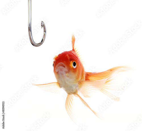 Undecided Fish