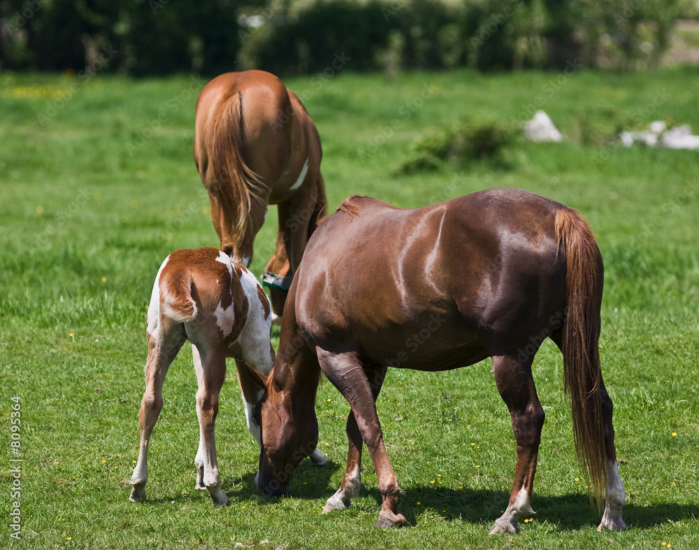 Mare and Foal Mare and Foal