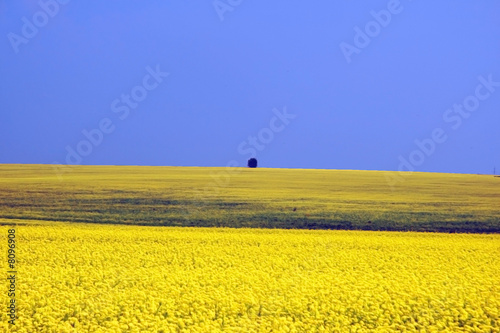  	Russia. Yellow field.
