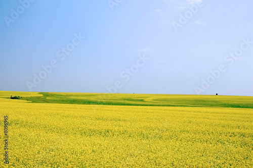  	Russia. Yellow field.