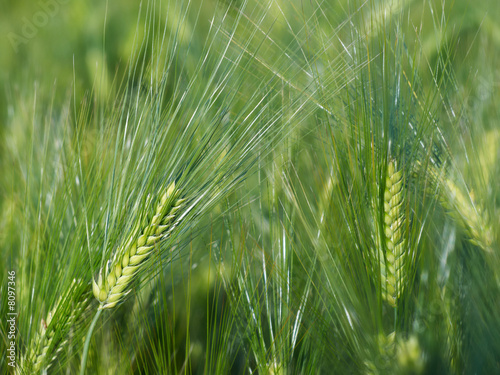 wheat background