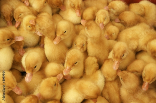 ducklings