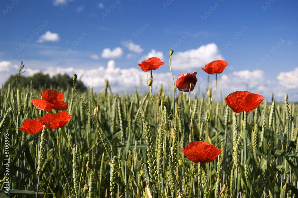 Obraz premium Poppy Field