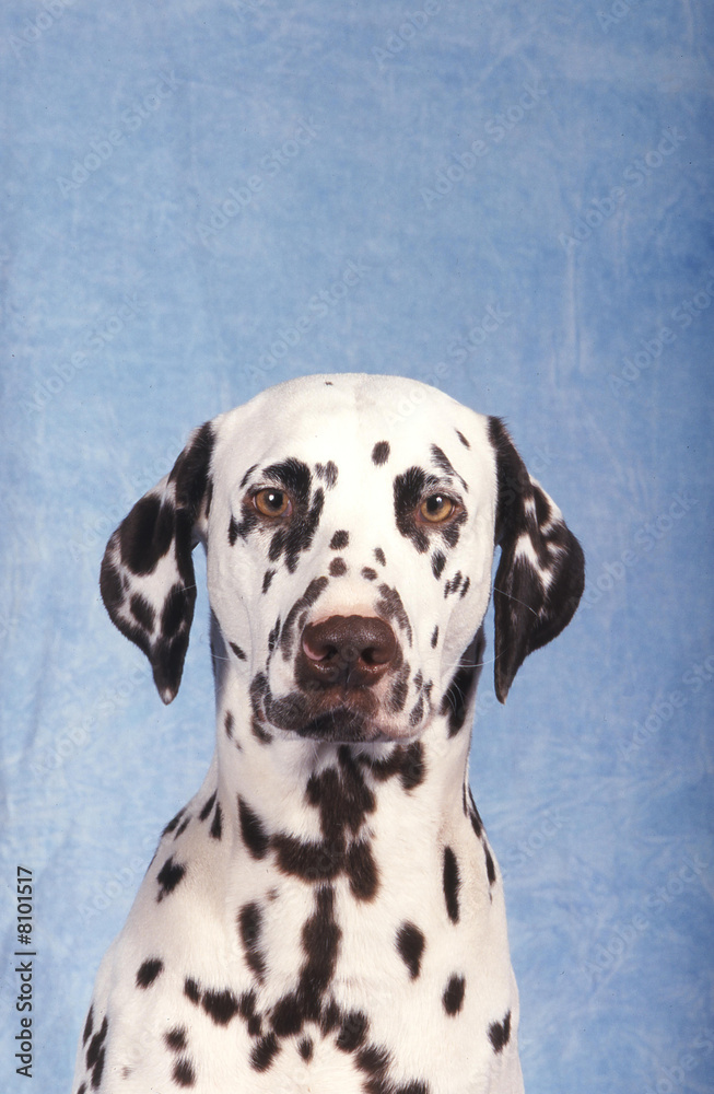 chien portrait  Dalmatien