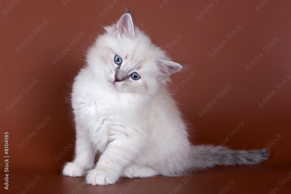 Siberian kitten on brown background