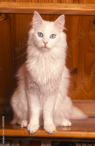 chat assis  Angora Turc photo