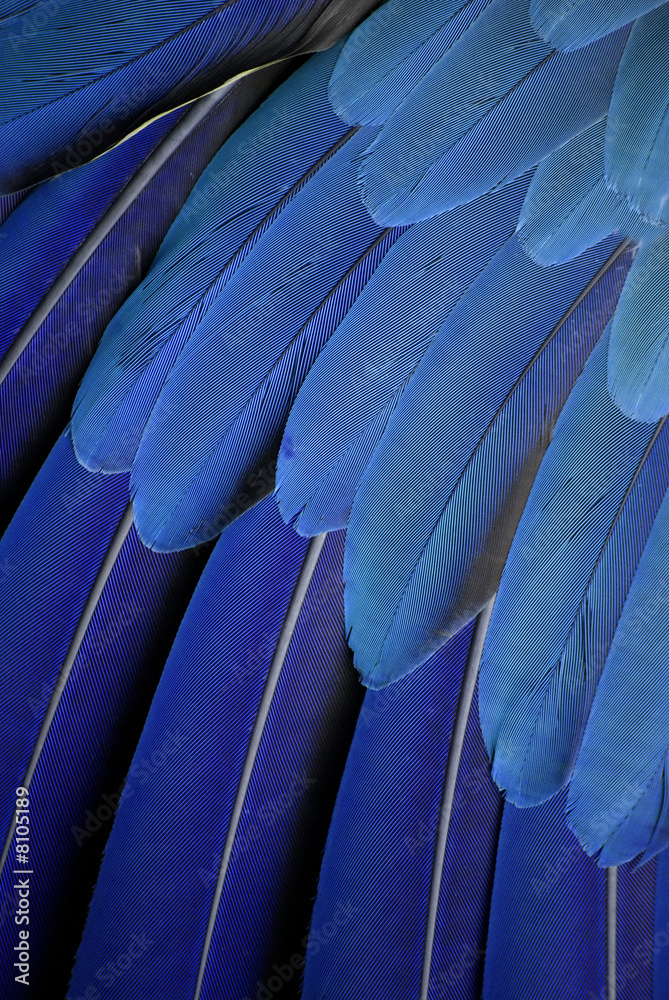 Fototapeta premium blue parrot feathers