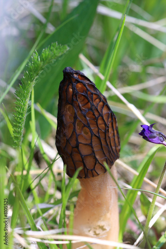 morille delicieuse - pyrenees orientales photo