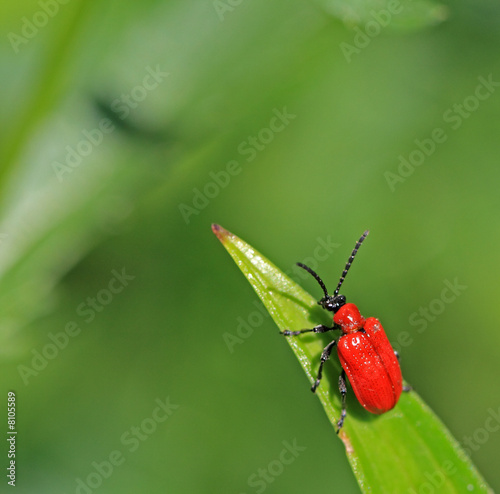 Bug © Sergey Tokarev