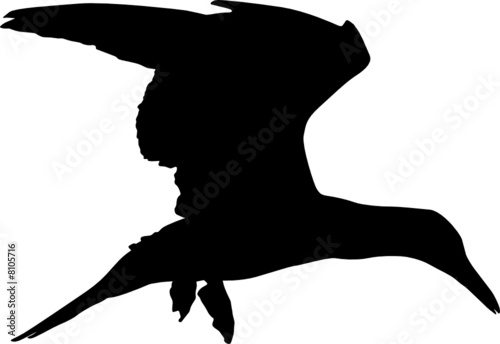 vogel