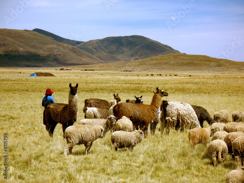 Llamas and Sheep