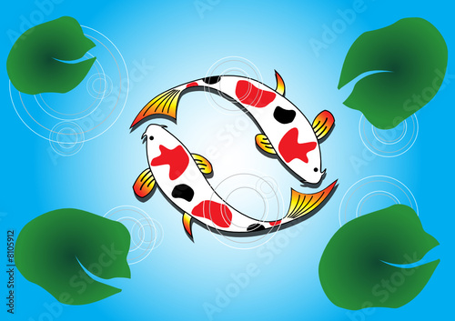 Ying Yang Koi Fish Swimming On Lotus Pond