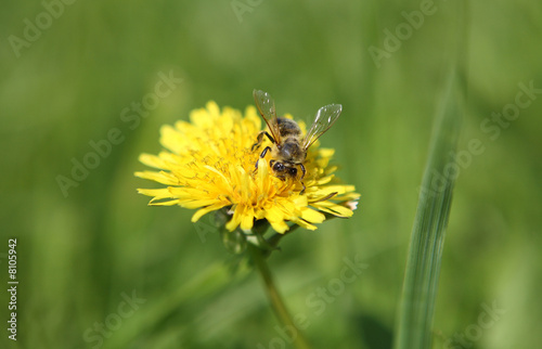 bee