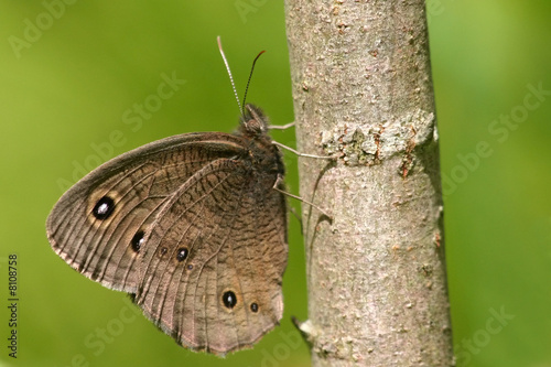 Common Wood Nymph