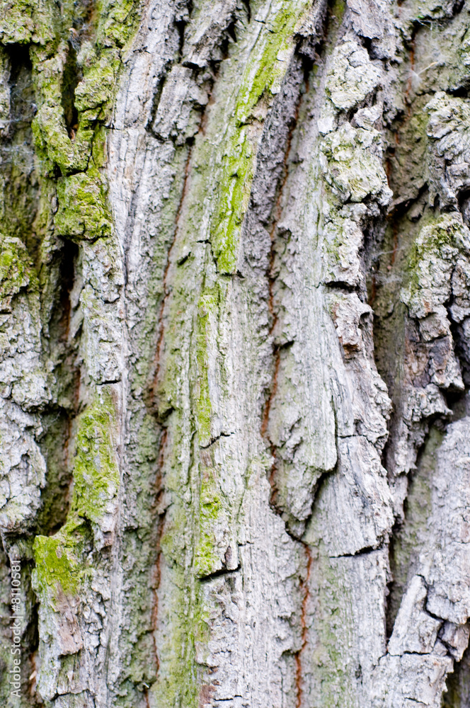 Obraz premium Bark of a tree