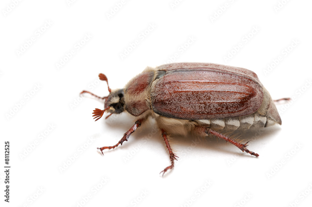 may bug may bug