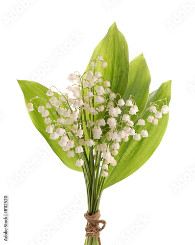 lily of the valey