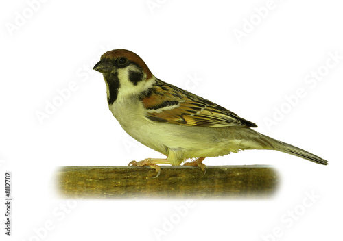 sparrow,