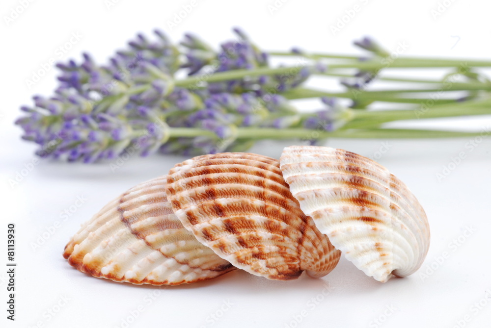 Obraz premium muschel und lavendel