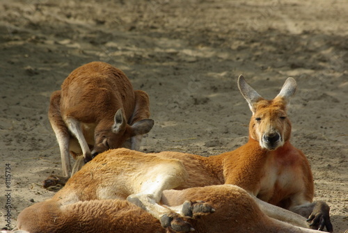 Kangourou