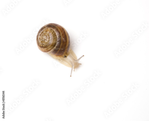 snail photo