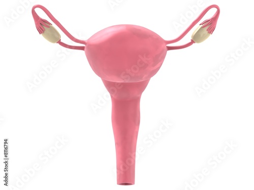 Fotografiet weiblicher uterus