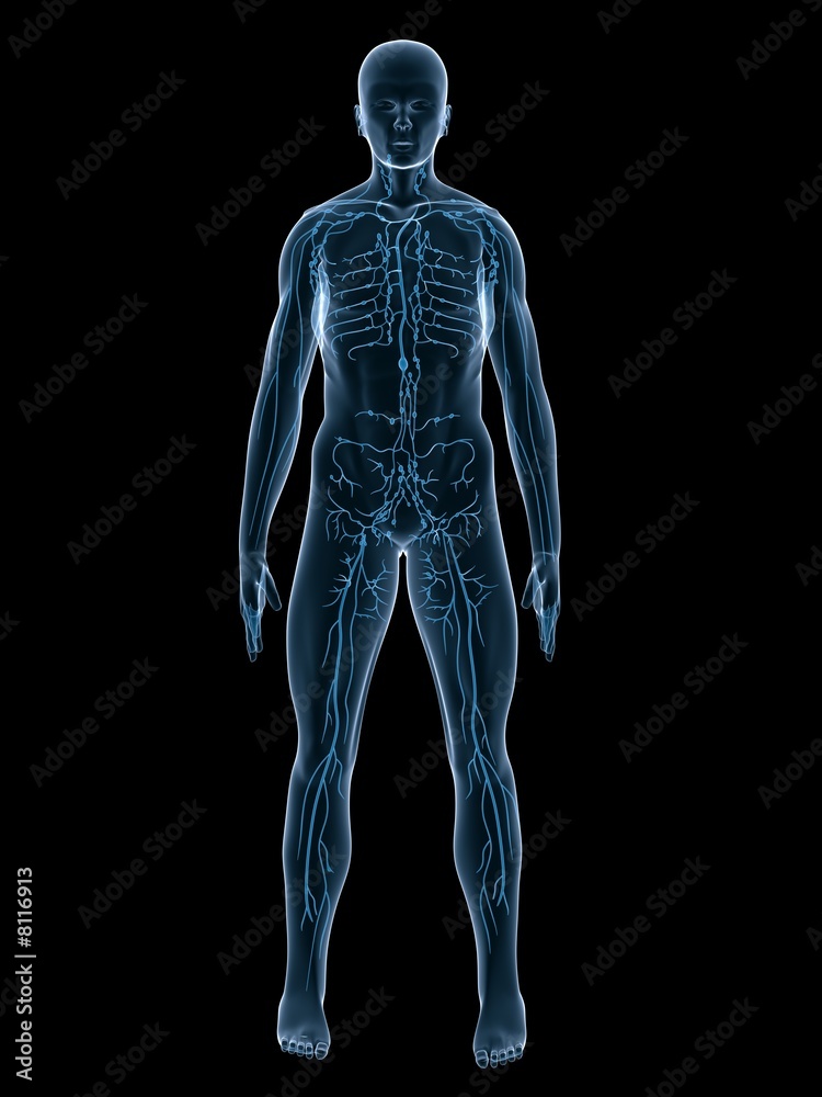 lymphsystem des menschen lymphsystem des menschen