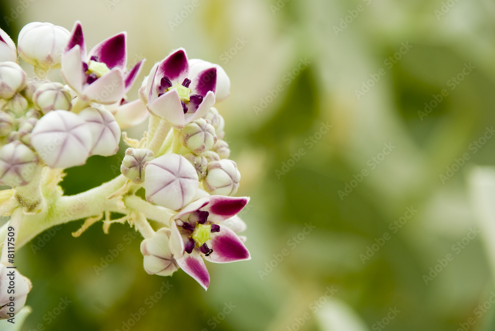 Obraz premium Background