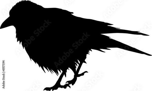 vogel