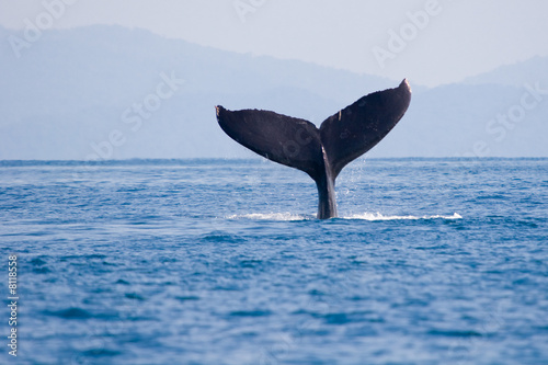 Schwanzflosse von Wal beim Abtauchen