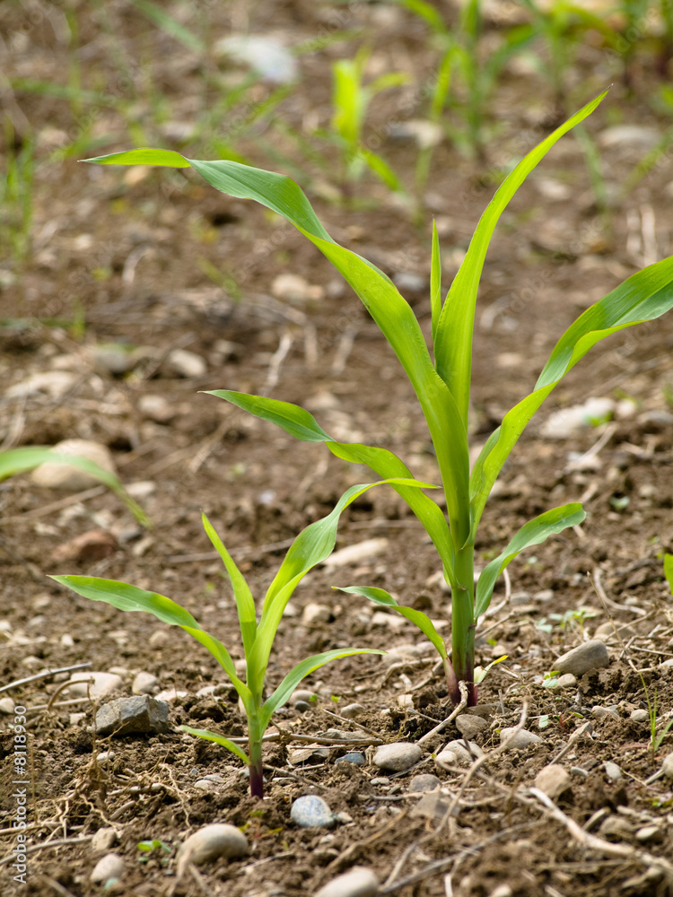 Young corn crops stalk Young corn crops stalk