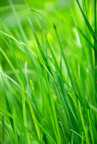 green grass in summer sun