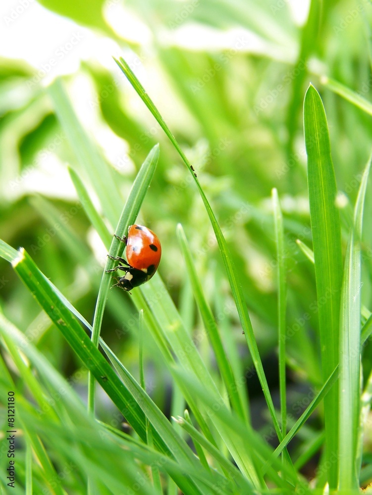 Ladybug Descent Ladybug Descent