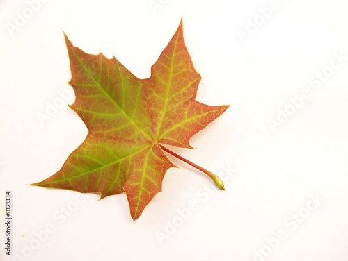 Multicoloured Maple Leaf