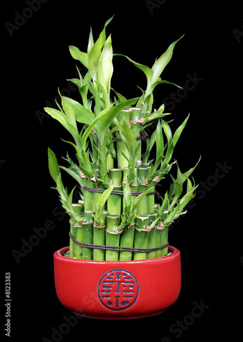 Lucky Bamboo on Black background