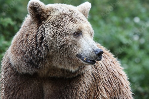 Brown Bear closeup