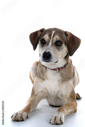 Cute mixed breed dog sitting against a white background