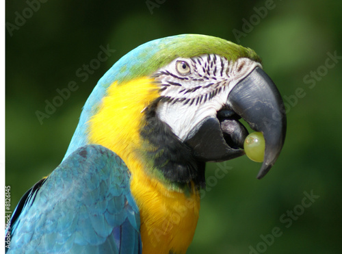 blue and gold macaw with grape